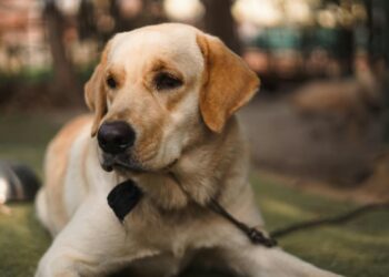 Labrador Retriever: características, temperamento y cuidados