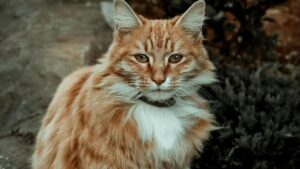 Maine Coon: características, carácter y cuidados de esta raza gigante de gato