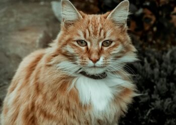 Maine Coon: características, carácter y cuidados de esta raza gigante de gato
