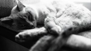 Por qué tu gato araña los muebles y cómo redirigir ese comportamiento