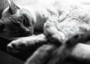 Por qué tu gato araña los muebles y cómo redirigir ese comportamiento