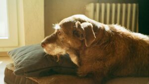 Por qué tu perro ladra sin parar y cómo reducir ese comportamiento