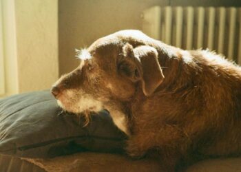 Por qué tu perro ladra sin parar y cómo reducir ese comportamiento
