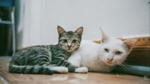 Pulgas y garrapatas en perros y gatos: cómo detectarlas y prevenirlas