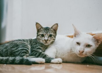 Pulgas y garrapatas en perros y gatos: cómo detectarlas y prevenirlas