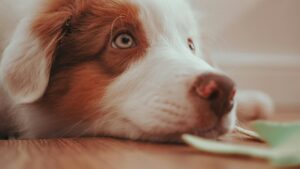 Qué necesitas preparar antes de adoptar tu primer perro