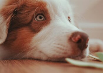 Qué necesitas preparar antes de adoptar tu primer perro