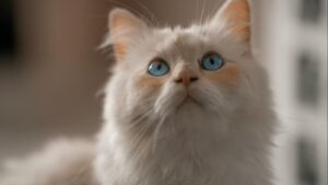 Razas de gatos más populares: carácter, cuidados y a quién se adaptan mejor