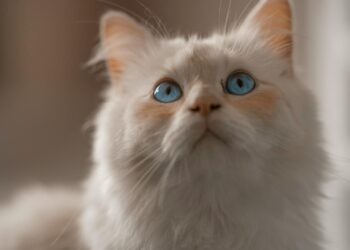Razas de gatos más populares: carácter, cuidados y a quién se adaptan mejor