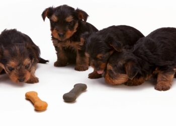 Razas de perros más populares en España: características y a quién se adaptan mejor