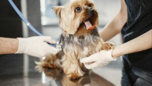 Señales de alerta que indican que tu mascota necesita ir al veterinario