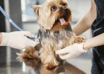 Señales de alerta que indican que tu mascota necesita ir al veterinario