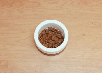 Cuenco con pienso para perro sobre superficie de madera, representando la rutina de alimentación diaria de una mascota
