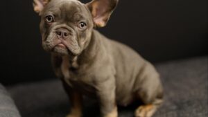 Bulldog Francés: características, temperamento y cuidados para tener uno feliz en casa