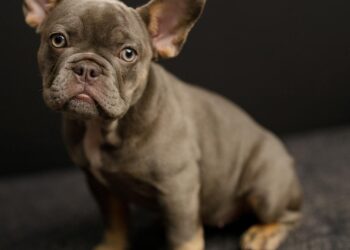 Bulldog Francés: características, temperamento y cuidados para tener uno feliz en casa