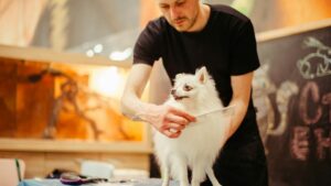 Cómo cortar las uñas a tu perro en casa: guía paso a paso sin estrés
