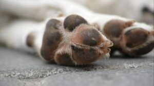 Cómo cuidar las patas de tu perro: limpieza, higiene y señales que debes vigilar