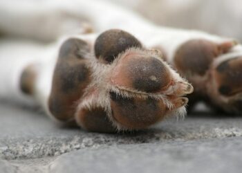 Cómo cuidar las patas de tu perro: limpieza, higiene y señales que debes vigilar