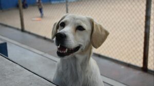 Cómo elegir una residencia para mascotas: guía para dejarlos en buenas manos