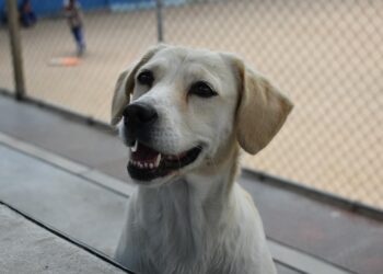 Cómo elegir una residencia para mascotas: guía para dejarlos en buenas manos