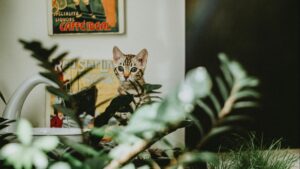 Cómo enriquecer el ambiente de tu gato de interior: juegos, rascadores y actividades para mantenerlo activo
