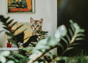 Cómo enriquecer el ambiente de tu gato de interior: juegos, rascadores y actividades para mantenerlo activo
