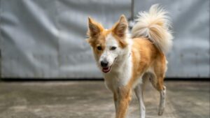Cómo enseñar a tu perro a volver cuando le llamas: la llamada de retorno paso a paso