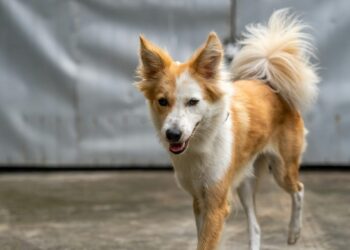 Cómo enseñar a tu perro a volver cuando le llamas: la llamada de retorno paso a paso