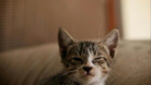 Esterilización en perros y gatos: beneficios, cuándo hacerla y qué esperar