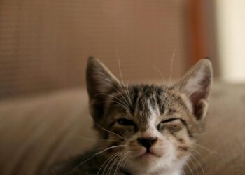 Esterilización en perros y gatos: beneficios, cuándo hacerla y qué esperar