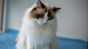 Gato Ragdoll: características, carácter y todo lo que necesitas saber antes de adoptarlo
