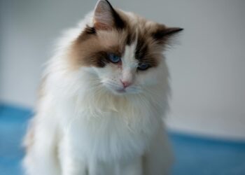 Gato Ragdoll: características, carácter y todo lo que necesitas saber antes de adoptarlo