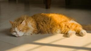Hidratación en perros y gatos: cuánta agua necesitan y cómo animarles a beber más