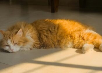 Hidratación en perros y gatos: cuánta agua necesitan y cómo animarles a beber más