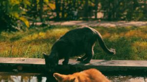 Mejores bebederos para gatos: guía de compra para elegir la fuente que necesita tu gato