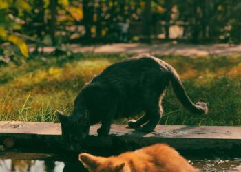 Gatos bebiendo agua de un cuenco, ilustración para guía de mejores bebederos para gatos