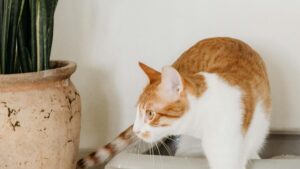 Arenero para gatos: cómo elegirlo, ubicarlo y mantenerlo