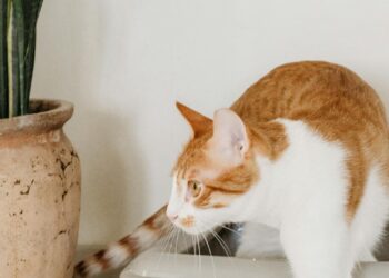 Gato saliendo de su arenero en casa, ejemplo de arenero para gatos limpio y bien ubicado