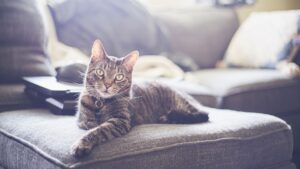 Diabetes en gatos: síntomas, causas, tratamiento y dieta