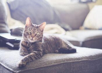 Gato tumbado en un sofá representando la calma de un gato con diabetes bien controlada en casa
