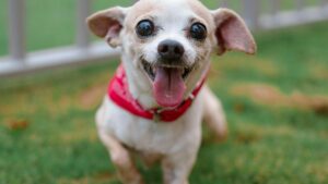 Chihuahua: características, temperamento y cuidados