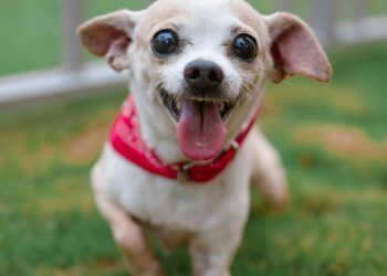 Chihuahua de pelo corto al aire libre, la raza de perro más pequeña del mundo