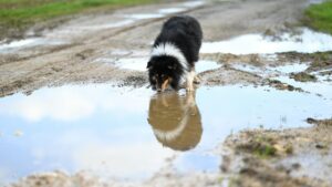 Golpe de calor en perros: síntomas, qué hacer y prevención