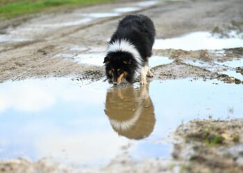 Perro bebiendo agua para refrescarse y prevenir el golpe de calor en perros en verano