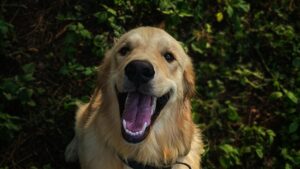 Pulgas en perros: cómo detectarlas, eliminarlas y prevenirlas