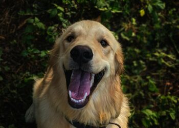 Golden retriever en la hierba, representando la salud y el cuidado antiparasitario del perro