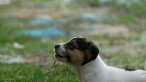 Cómo socializar a un cachorro: guía paso a paso