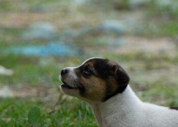 Cachorro al aire libre durante su socialización conociendo nuevos entornos