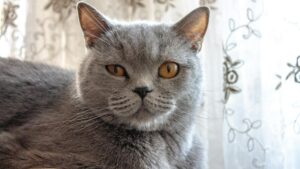 British Shorthair: características, temperamento y cuidados