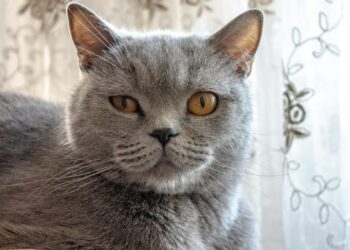 Gato British Shorthair gris de pelaje denso y mirada serena, raza tranquila para vida en interior